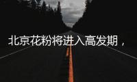 北京花粉将进入高发期🕺🏻，专家教你四招防过敏