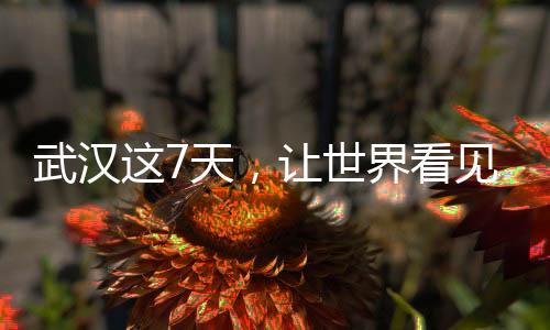武汉这7天，让世界看见“无畏金兰”